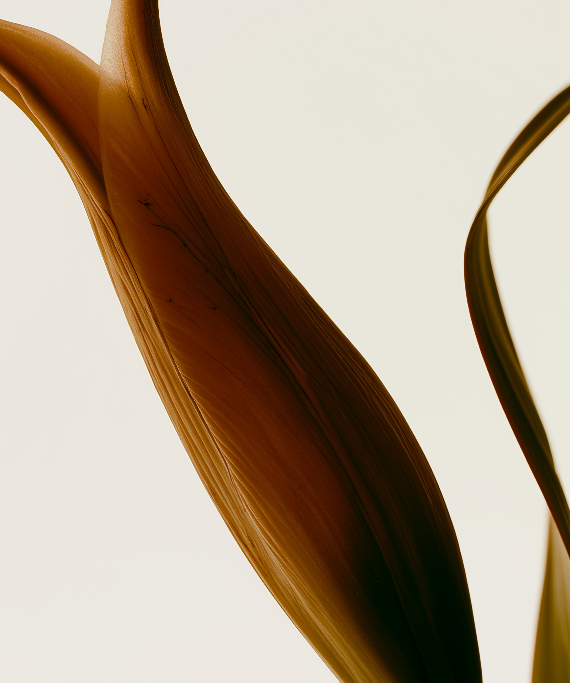 Eau Florale D'Hamamélis Bio