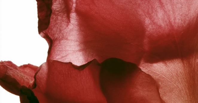 Pétales de rose rouge, inspiration Source de Roses