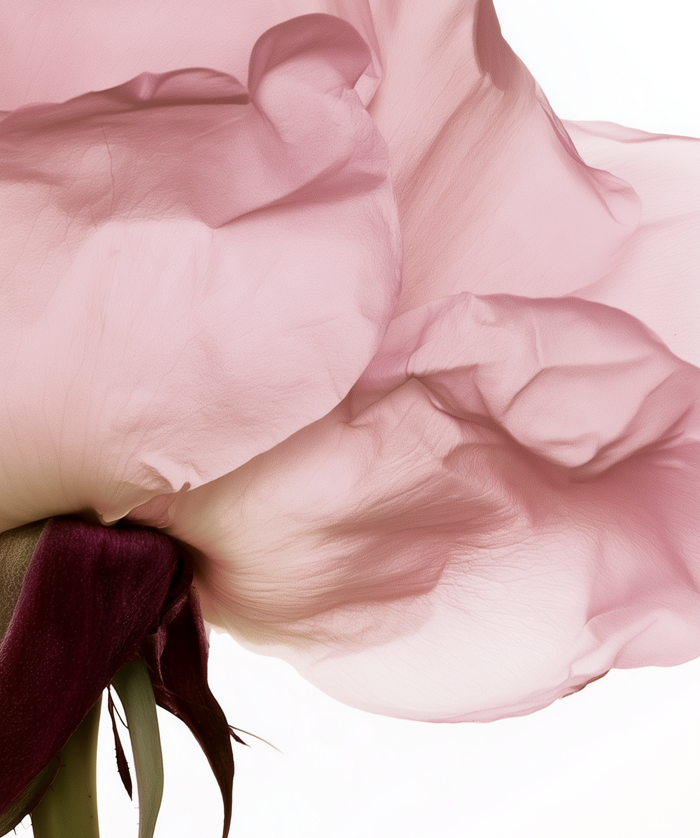 Eau Florale de Rose Bio
