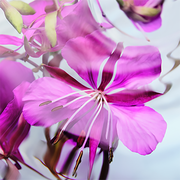 PHYTOBIUM