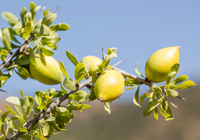 Branche de l'arganier comportant des fruits d'argan avec un ciel bleu en arri&egrave;re plan
