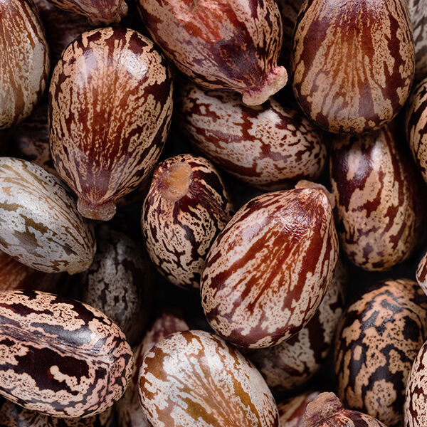Huile de ricin bio