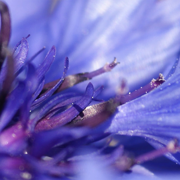 Eau florale de bleuet