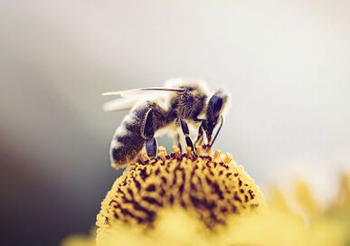 Préserver la biodiversité