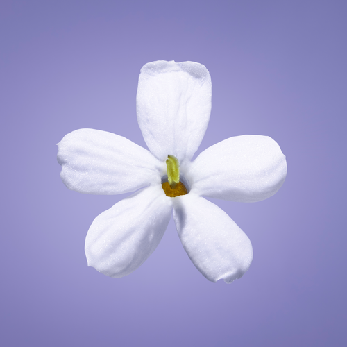 Fleur de jasmin ferment&eacute;e