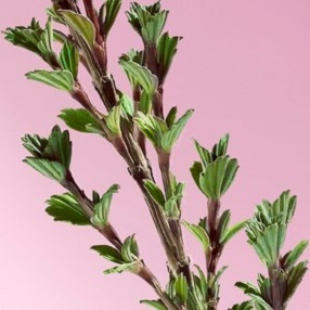 Plante de la résurrection