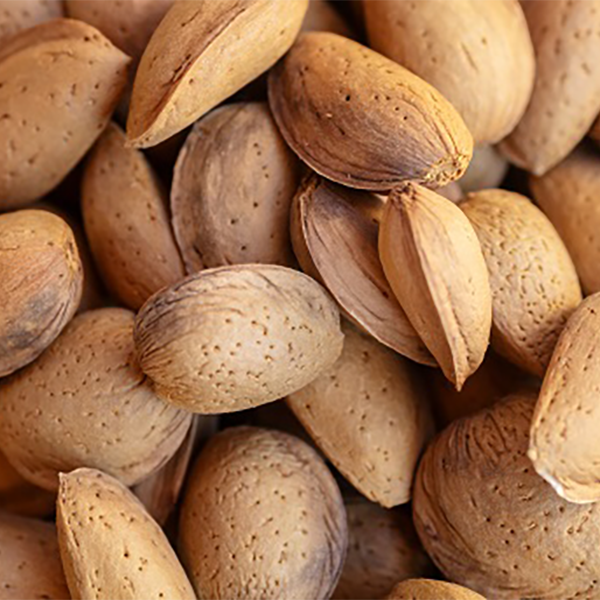 Coques d'amandes