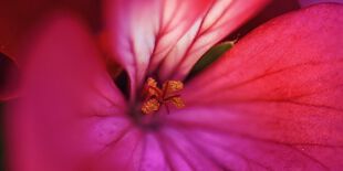 Visuel ingrédient Géranium