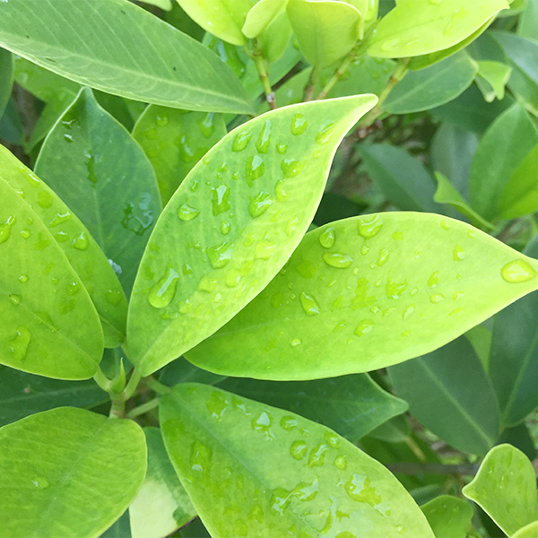 Th&eacute; vert