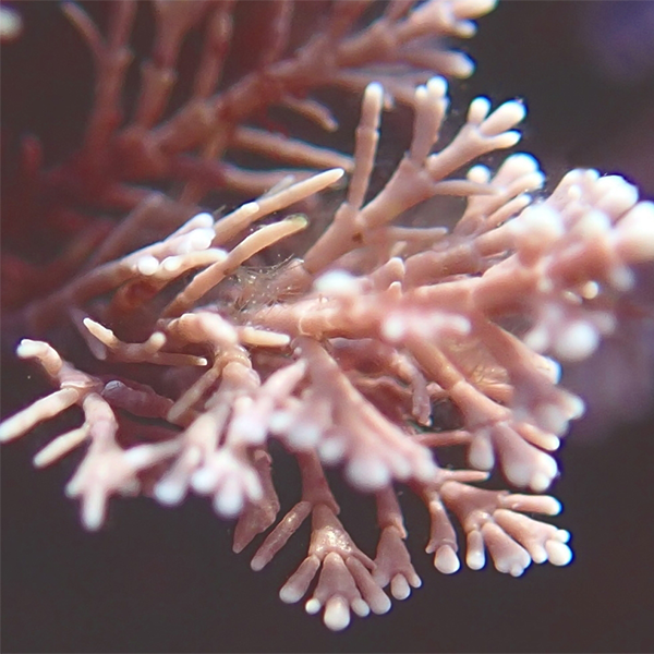 Coralline Rose