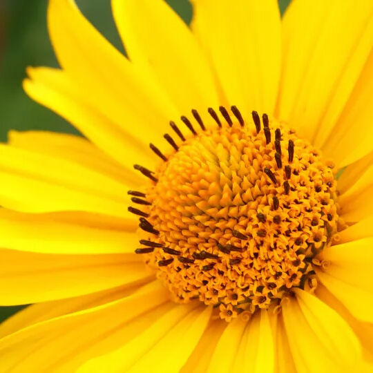 Arnica