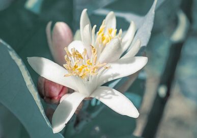 Visuel ingrédient Fleur d'oranger