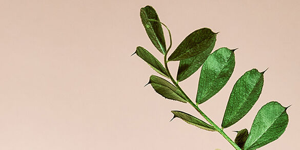 Phytosqualane d'Olive