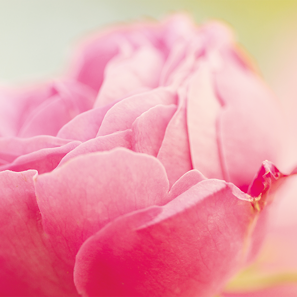 Eau florale de rose bio