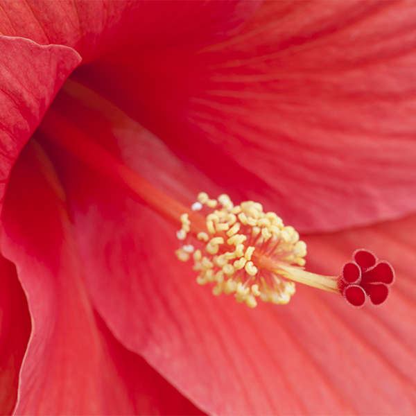 Hibiscus
