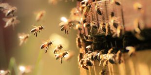 Préserver la biodiversité