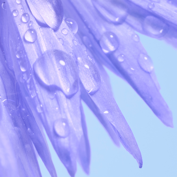 Eau florale de bleuet
