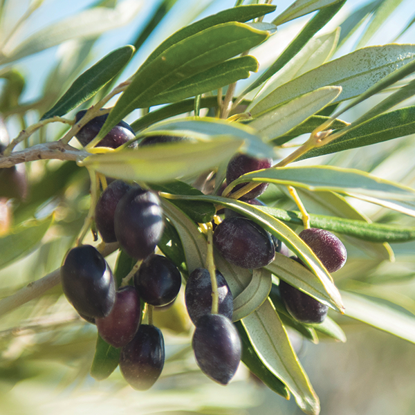 Phytosqualane d'olive