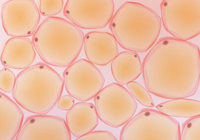 Pourquoi la peau se ride t'elle ? Les facteurs internes, les cellules