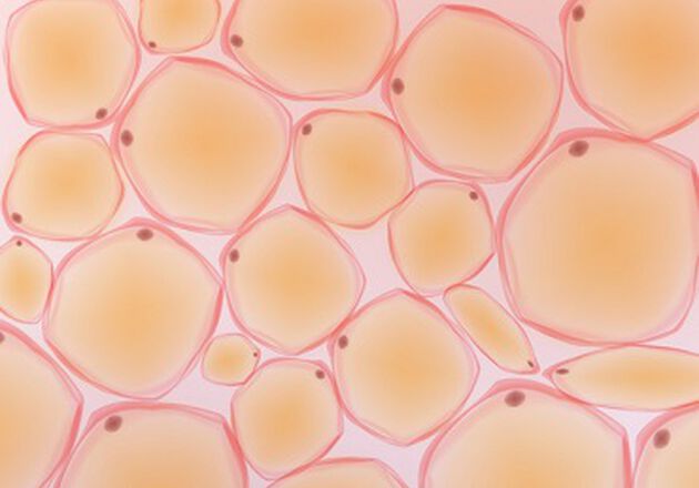 Pourquoi la peau se ride t'elle ? Les facteurs internes, les cellules