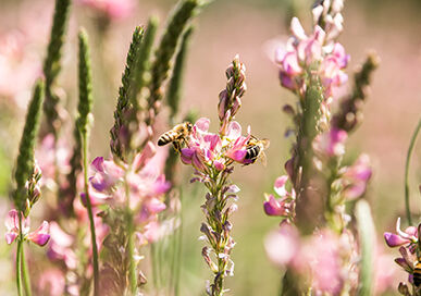 Préserver et protéger la biodiversité