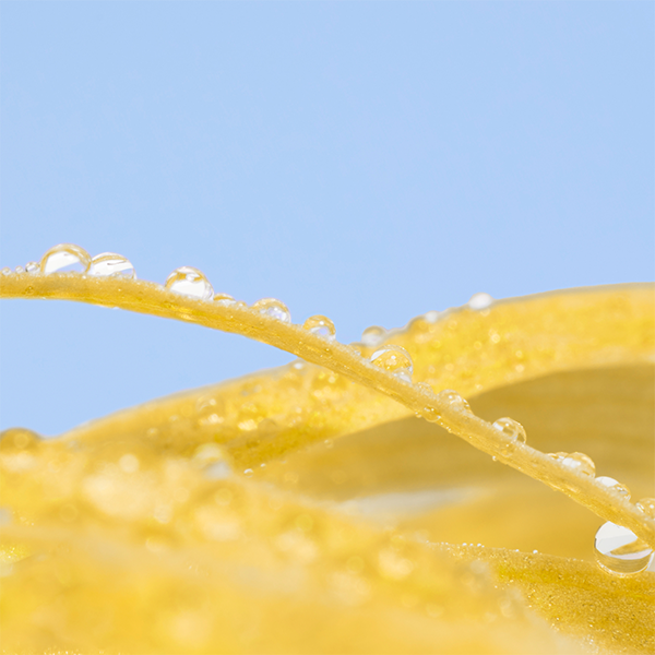 Eau florale d'hamam&eacute;lis