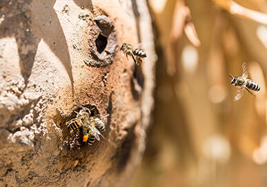 Soutenir les abeilles et notre écosystème