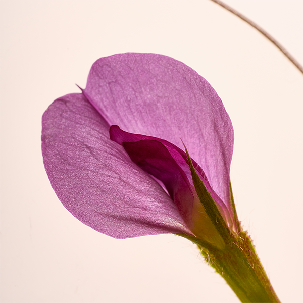 Tephrosia Purpurea