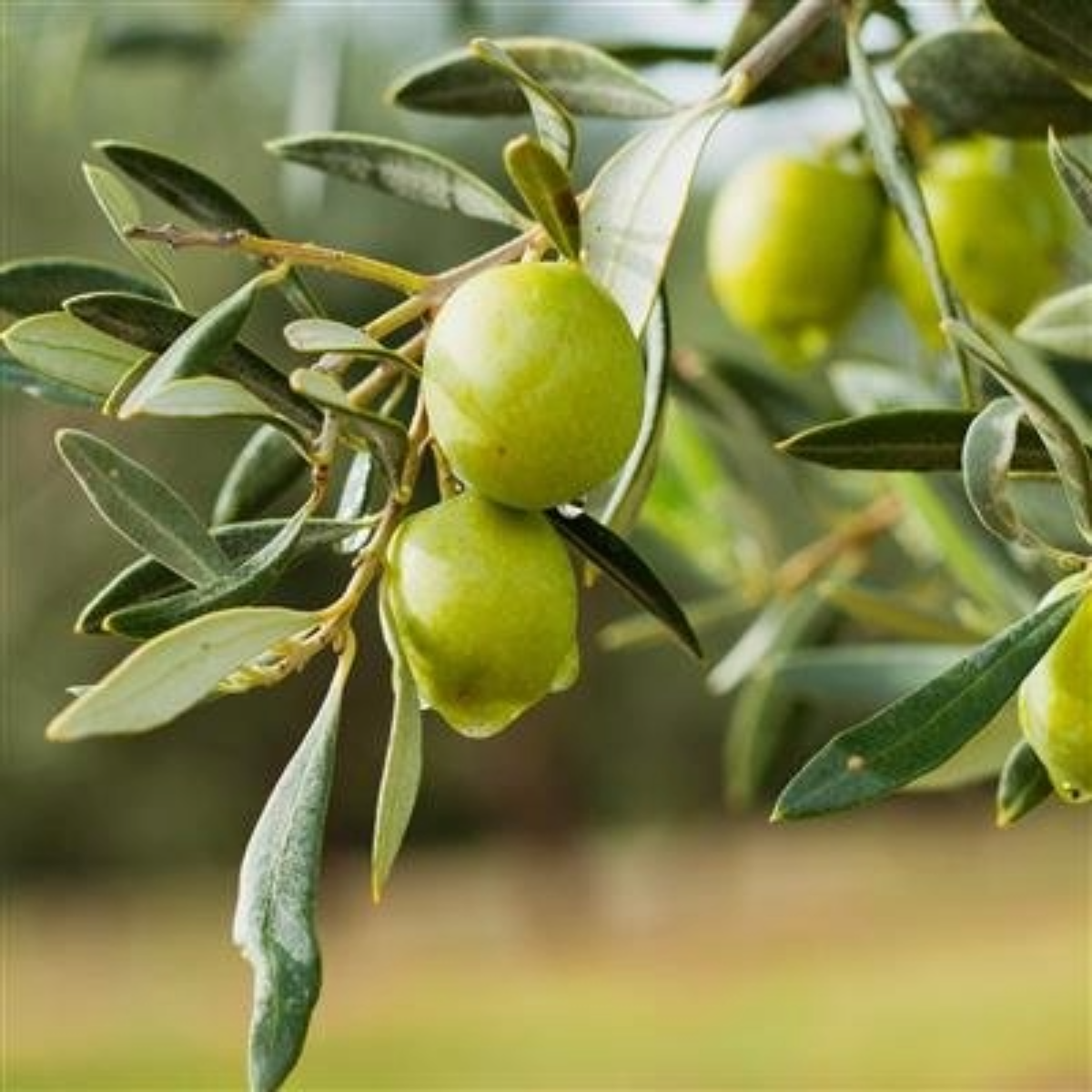 SQUALANE D'OLIVE