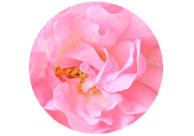 Rosier Muscat
