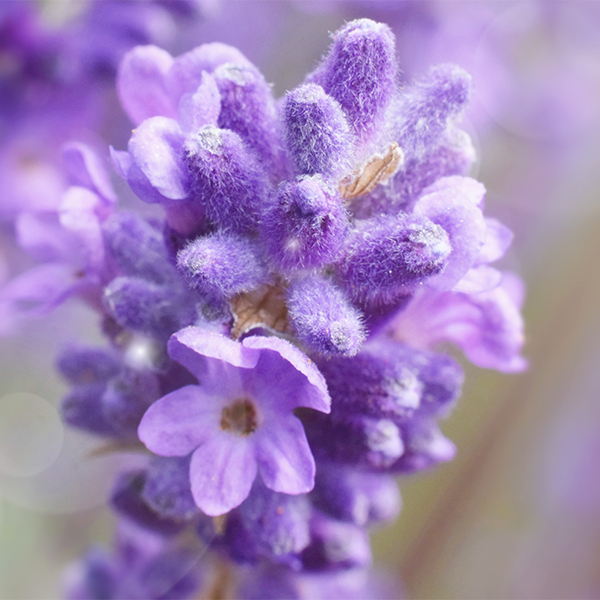 Eau florale de lavande bio