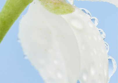 EAU FLORALE DE FLEUR D'ORANGER