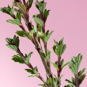 Plante de la r&eacute;surrection
