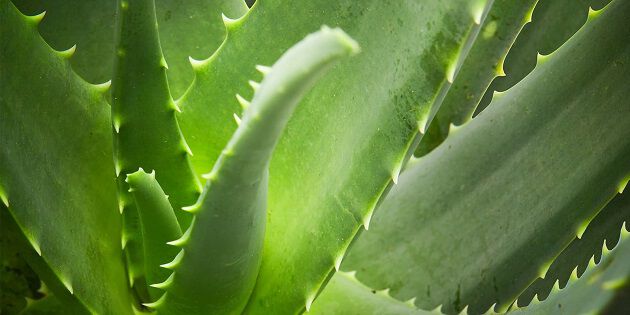 L'aloe vera bio, grâce à ses propriétés hydratantes hors du commun, est l'ingrédient star de la gamme Essentiels