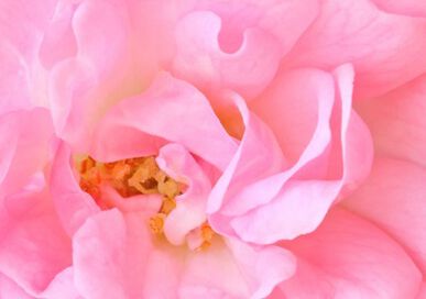 Visuel ingrédient Rose Ancienne