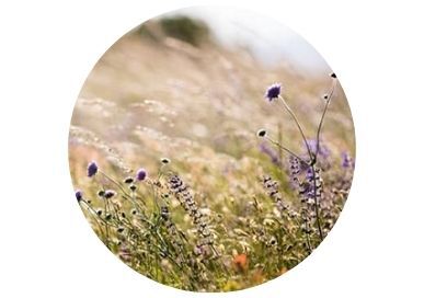 Bio depuis toujours