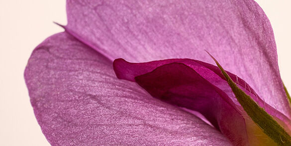 Tephrosia Purpurea