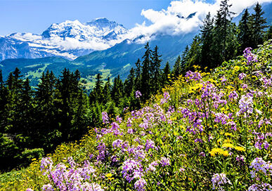 Action plus large pour la biodiversité