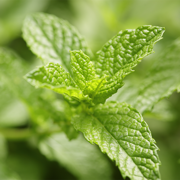Huile essentielle de menthe poivr&eacute;e