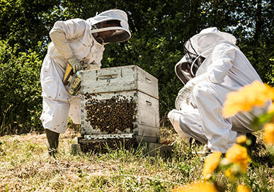Abeilles de Cocagne