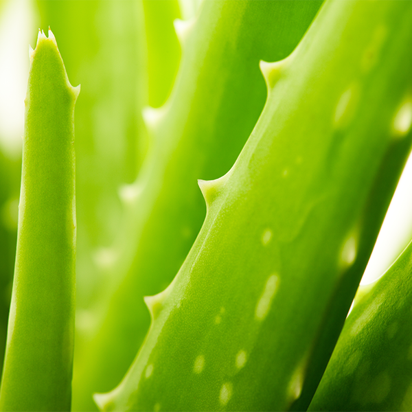 Aloe vera