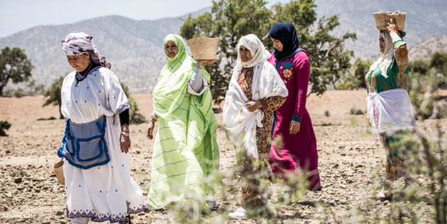 Femmes marocaines r&eacute;coltant les fruits de l'arganier