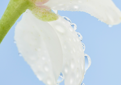 Visuel ingr&eacute;dient Fleur d'oranger