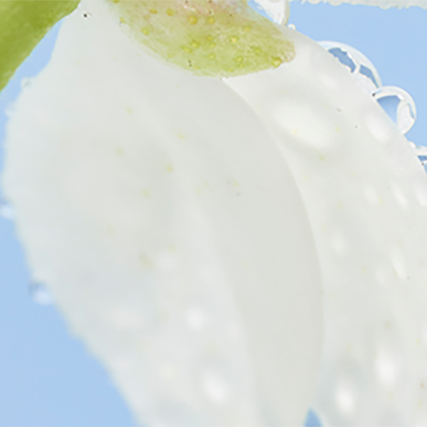 Eau florale de fleur d'oranger