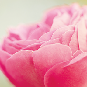Eau florale de rose bio