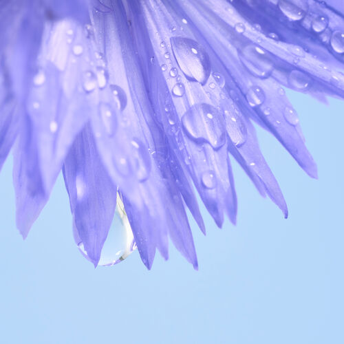 Agrandir la vue4/4 de Zoom sur les p&eacute;tales d'une fleur de bleuet avec des gouttes d'eaux